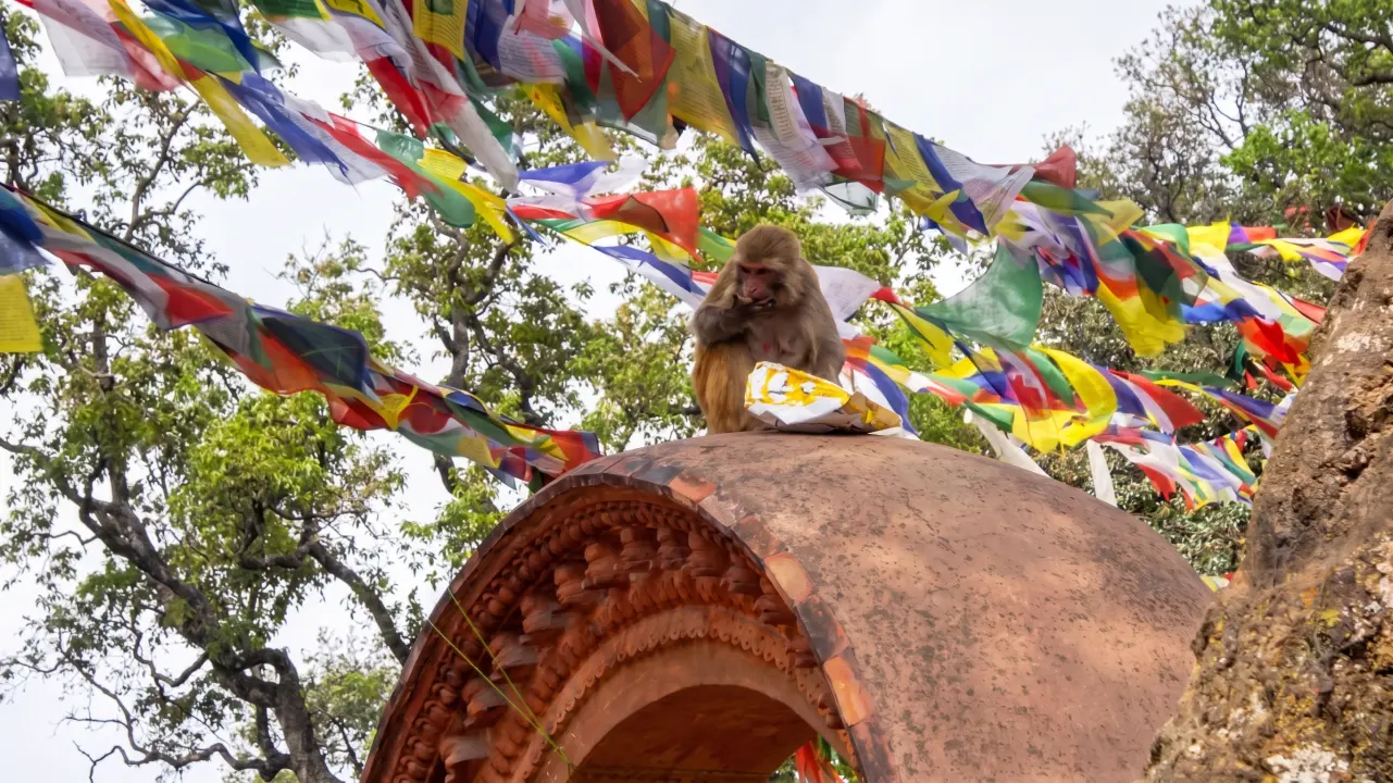 Affen im Swayambunath, Kathmandu