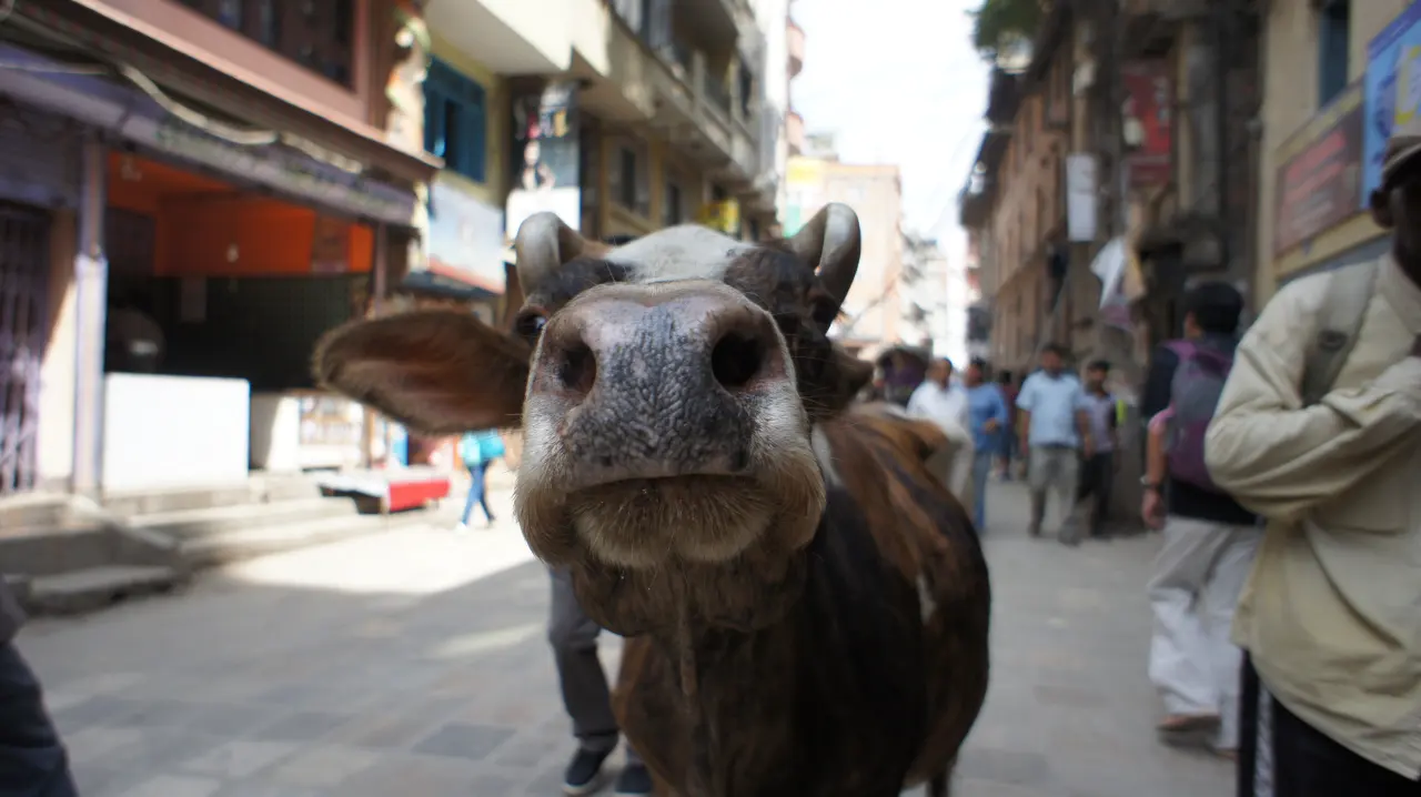 Kuh in den Strassen von Thamel, Kathmandu