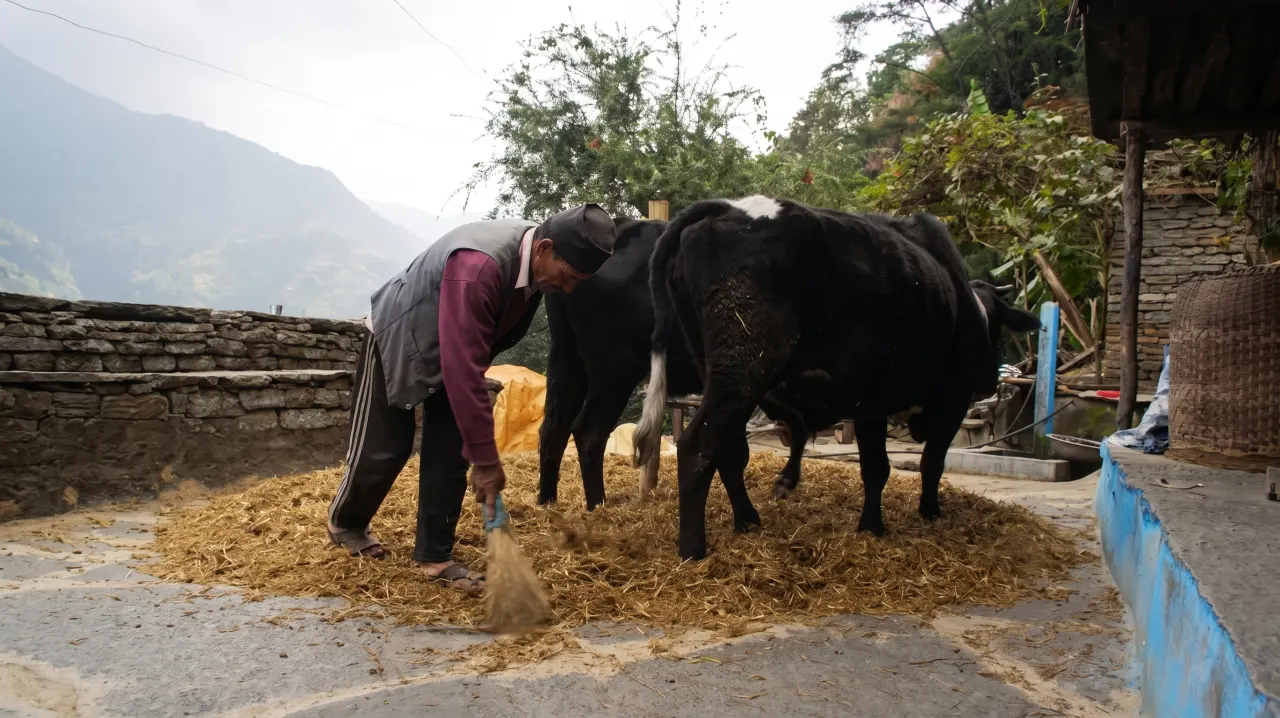 Landwirtschaft, ABC-Trek, Annapurna