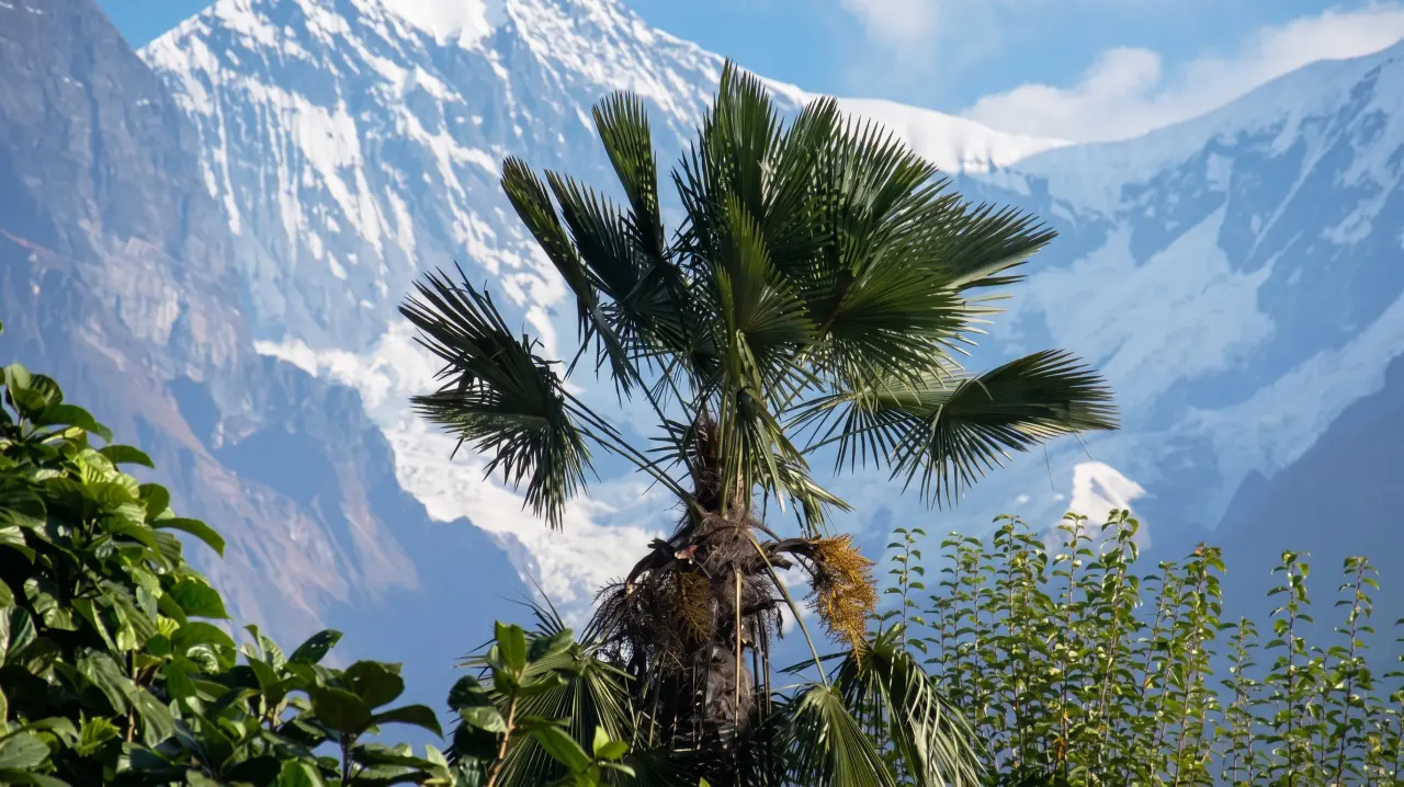 Beste Sicht auf die Annapurna, ABC-Trek