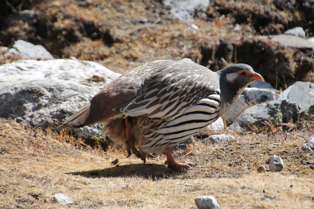 Flora und Fauna, Everest Trekking