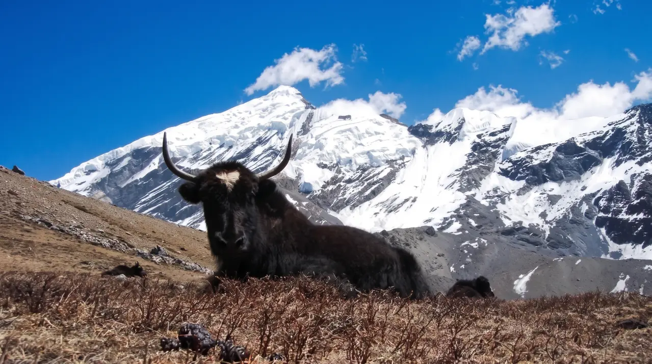 Wildes Yak auf dem Weg zum Chulu